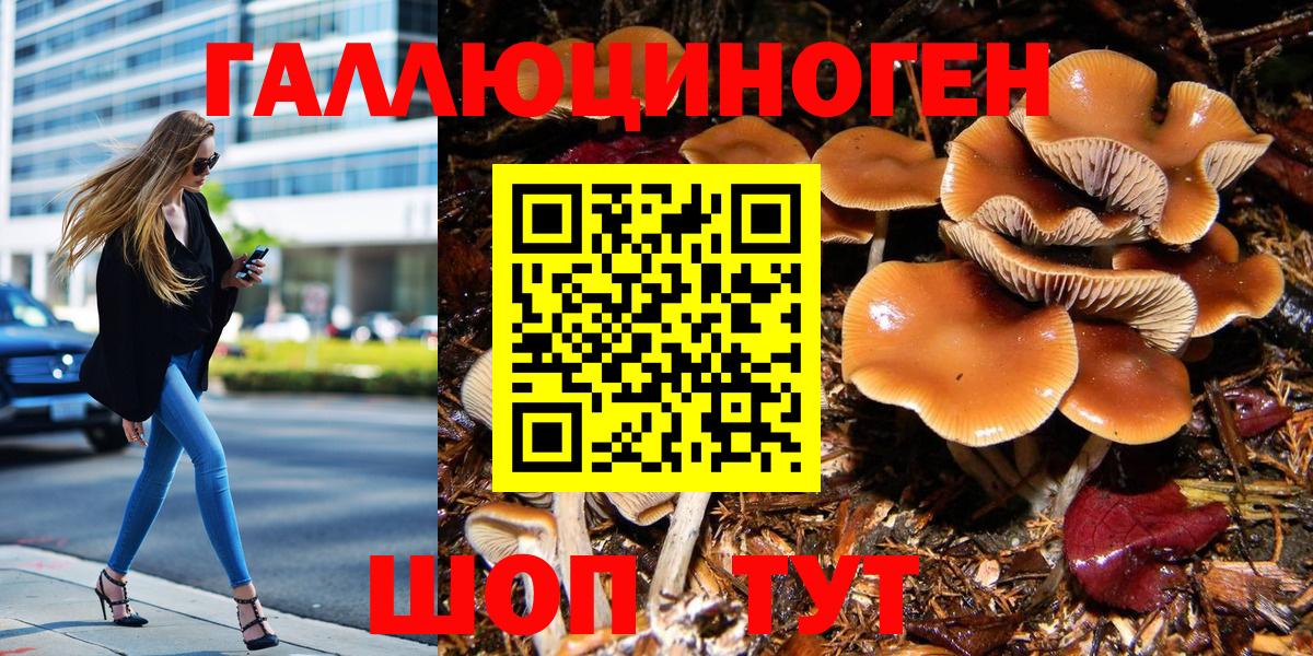 Саянск  Псилоцибиновые грибы Psilocybe  Вход с VPN 